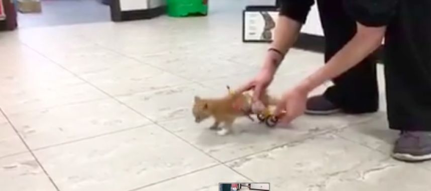 Beteg kiscica kapott Lego kerekes széket