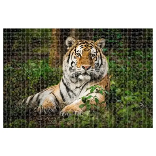 Animal Planet: Tigru 1000 bucăți puzzle imaginea 2