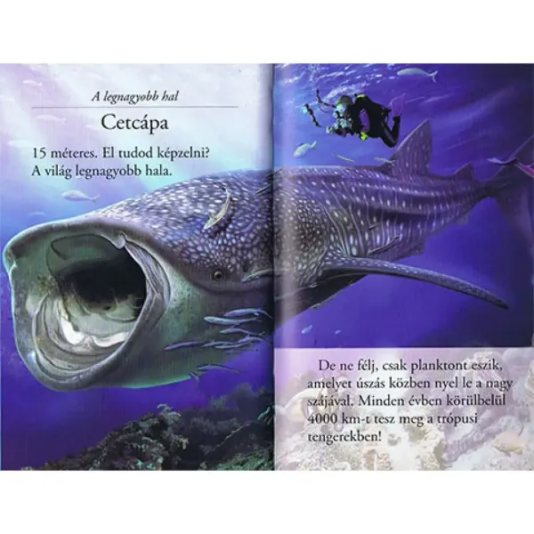 Citește cu noi! (2) - Lumea rechinilor carte pentru copii imaginea 3