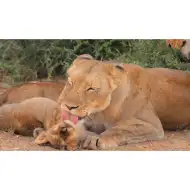 Animale și puii lor diapozitiv