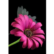 Puzzle cu diamante: Set de pictură cu diamante Gerbera 10x15cm