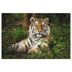 Animal Planet: Tigru 1000 bucăți puzzle imaginea 2