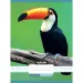 Nebulo: Caiet cu model de tucan pătat, format A4, 87-32