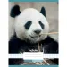 Nebulo: Caiet cu model panda pătrățel capsat 87-32 A/4