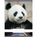 Nebulo: Panda caiet simplu A4 80-32