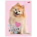 Prietenul meu mic — Pomeranian dulce — dosar cu elastic, format A4