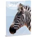 Ars Una: Máté Bence The Eyes of the Wild - Zebra A4 dosar cu elastic