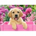 Labrador mic 300 bucăţi puzzle - Castorland