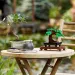 LEGO® Creator: Bonsai Tree (10281)