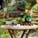 LEGO® Creator: Copac bonsai (10281) imaginea 5