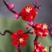 LEGO® Icons: Floare de Prun (10369) imaginea 6