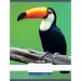 Nebulo: Caiet cu model de tucan 81-32 A/4