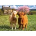 Prietenii de pe fermă puzzle de 500 de piese - Trefl imaginea 2